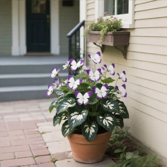 Moonlight Butterfly Flower Seeds – Exotic Blooming Plant for Home, Balcony & Garden